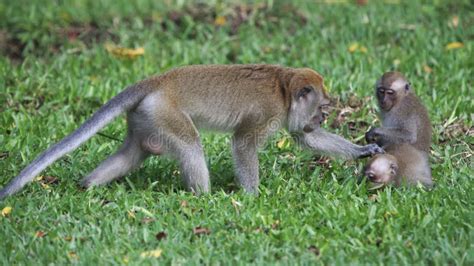 Monkey mating 1 stock image. Image of mating, crawl, life - 30700219