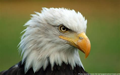 Interesting facts about bald eagles | Just Fun Facts