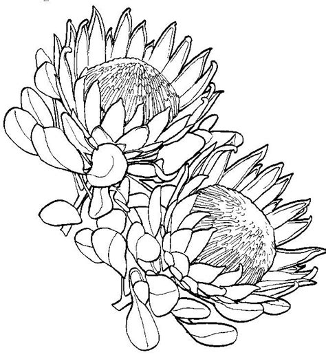 Protea Flower Drawing Sketch Coloring Page Flor Protea, Protea Art ...