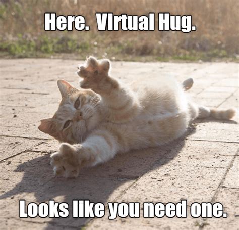 Virtual hug. You need one | Funny animals, Funny cat pictures, Cute animals