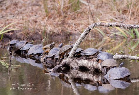 Aquatic Turtles | Habitat