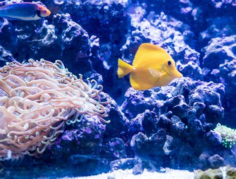 Yellow Tang Diagnostic Help | REEF2REEF Saltwater and Reef Aquarium Forum