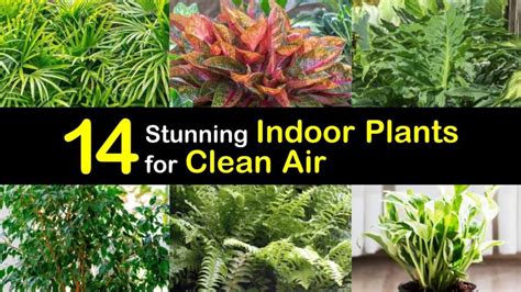 14 Stunning Indoor Plants for Clean Air