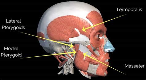 Masseter muscle anatomy, location, function, hypertrophy & masseter botox