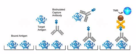 Human HLA-DRB5 Quant ELISA Kit | Competitive EIA | LSBio