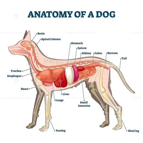 Anatomy of dog with inside organ structure examination vector illustration | Vector illustration ...