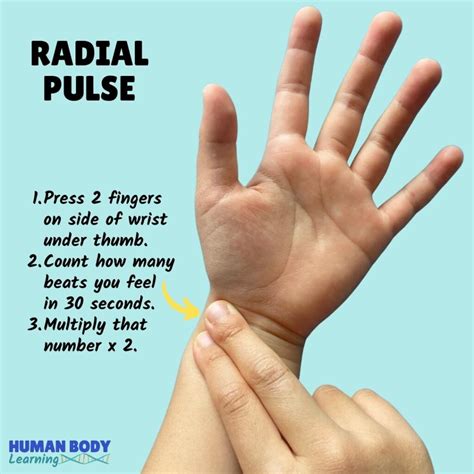 How to Check Your Pulse 🫀 Human Body Learning for Kids