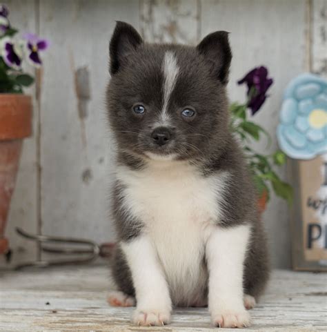 Pomsky Mix – AC Puppies LLC