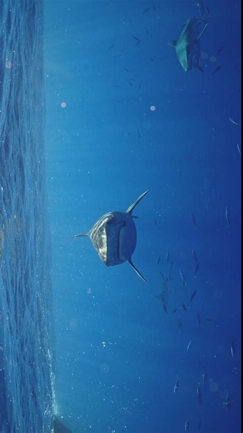 Tiger Shark Oahu Hawaii : r/underwaterphotography