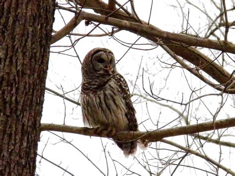 Endangered New Jersey: Jersey Owls