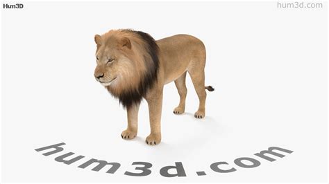 360 view of Lion 3D model - 3DModels store