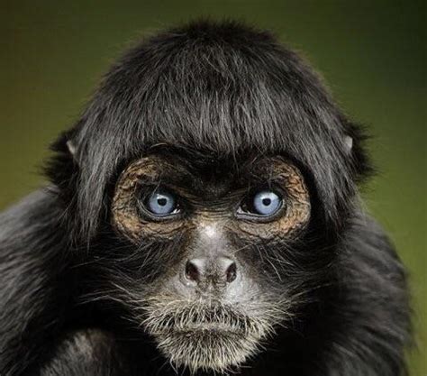 Peruvian Black Spider Monkey that is one of the rarest monkey species in the ... | Rebrn.com