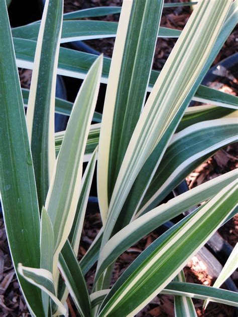 Dianella tasmanica 'Variegata' - Boething Treeland Farms