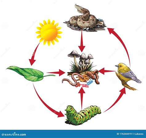 Food chain-caterpillar stock vector. Illustration of circle - 176344419