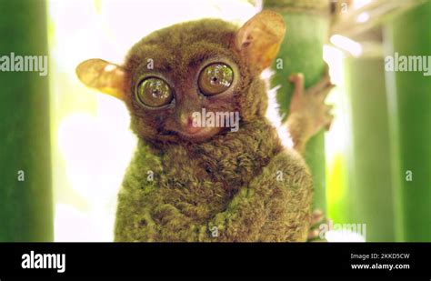 Philippine Tarsier in Its Natural Habitat on Bohol Island, Philippines ...