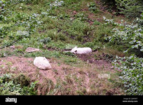 Arctic wolf pack hi-res stock photography and images - Alamy