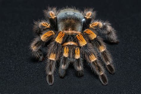 Mexican Redknee Tarantula Brachypelma Smithi Isolated On Black Background Stock Photo - Image of ...