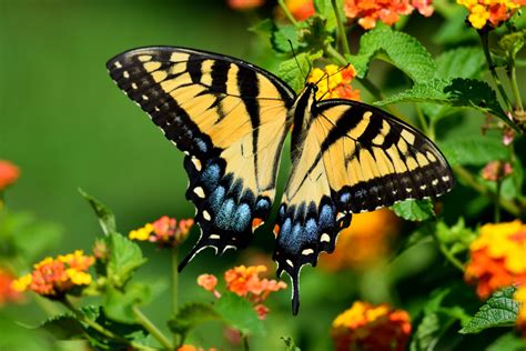 Tiger Swallowtail Butterfly Free Stock Photo - Public Domain Pictures