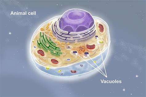 Animal Cell Vacuole Size : Does a plant cell have a vacuole? - Quora ...