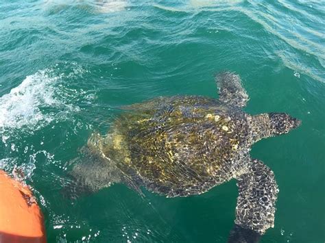 Swim with turtles - Review of Nadando con Tortugas en El Nuro, Piura ...