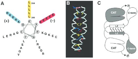 Dimerization occurs through an unusual leucine zipper motif. A, helical... | Download Scientific ...