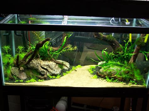 Adventures In Aquascaping