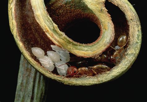 Carpenter Ants Nest In Pitcher Plant Photograph by Mark Moffett - Pixels