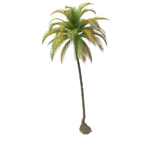 Coconut Tree PNG File | PNG Mart