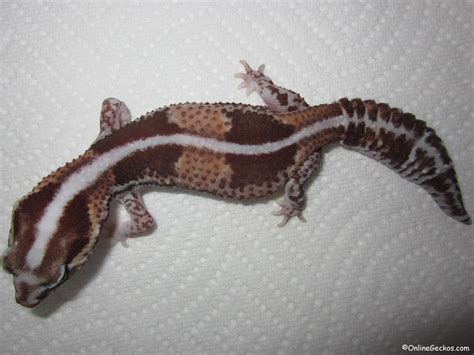 Difference Between Leopard Gecko and Fat Tailed Gecko - OnlineGeckos ...