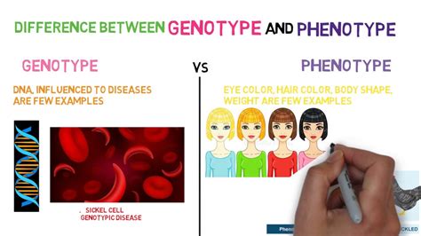 Genotype Meaning