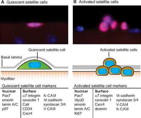 Figure 1 from Intrinsic and extrinsic mechanisms regulating satellite cell function | Semantic ...