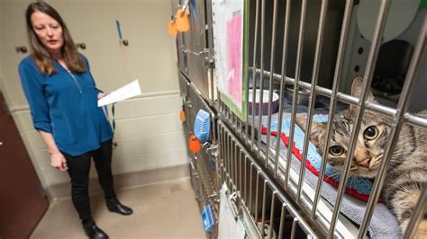 Wisconsin Humane Society gets 50 cats from Milwaukee area a residence