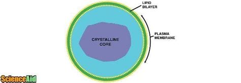 The Structure and Function of Peroxisomes - ScienceAid