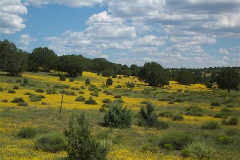 Coconino County AZ - Carol Smith's Asset SalesCarol Smith's Asset Sales