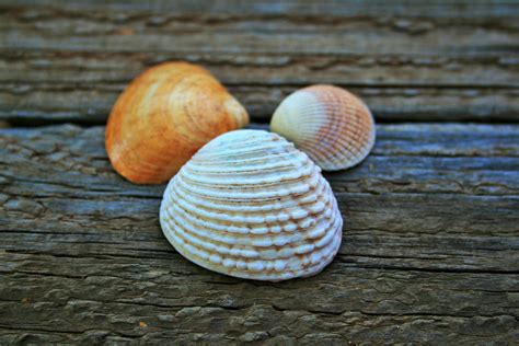 White Clam Shell Free Stock Photo - Public Domain Pictures