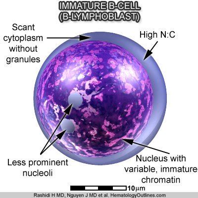 Lymphoblast Vs Myeloblast