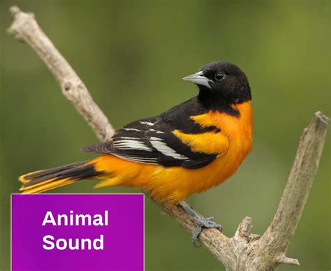 Animal Sound Free MP3 Download | Mingo Sounds