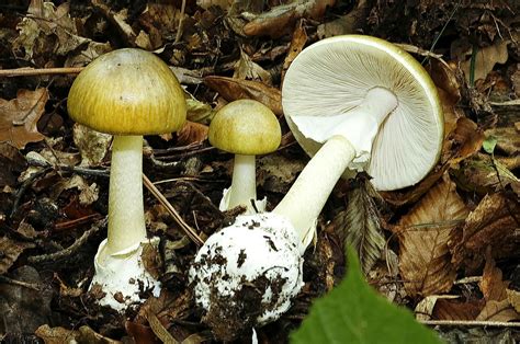 8 Most Poisonous Types Of Mushrooms - WorldAtlas