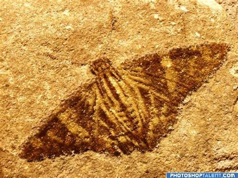 Butterfly | FOSSILS | Pinterest