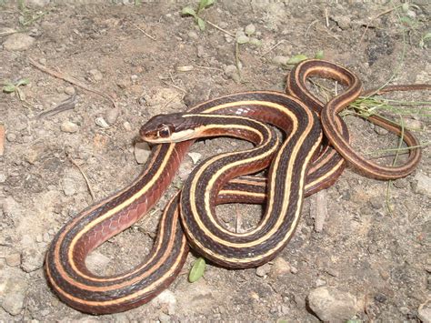 Eastern Ribbon Snake (Snakes of Louisiana) · BioDiversity4All