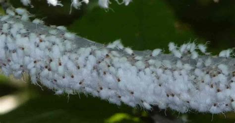 Woolly Aphids Control: Getting Rid Of Wooly Aphids