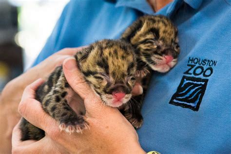 Clouded leopard cubs born at Houston Zoo