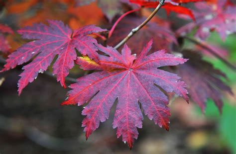 Korean Maple Tree: Plant Care & Growing Guide