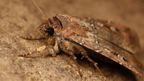 Five years ago, over 99pc of Bogong moths were wiped out. Now experts ...