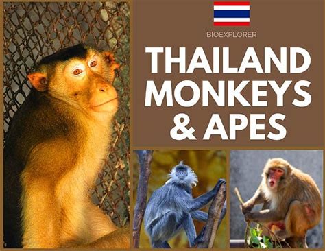 Thailand Monkeys & Apes | Monkey Species in Thailand