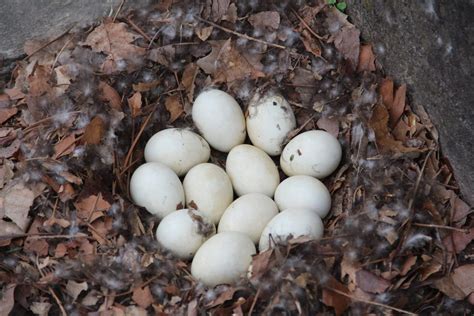 Hatching Duck Eggs: When Fertile Eggs Don't Hatch - Backyard Poultry