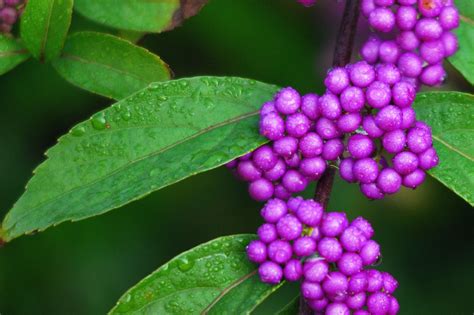 Purple Berries #color #purple | Berries, Butterfly garden, Purple