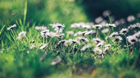 Premium Photo | Daisies in green grass