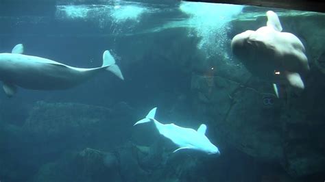 Beluga Whales at the Georgia Aquarium - YouTube