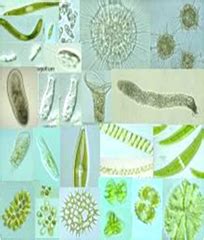 Kingdom Protista (Protozoa): General Characters and Major Groups of ...